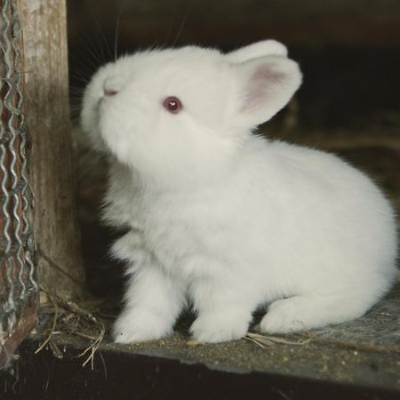 Tatarska Zagroda - Agroturystyka Dolina Baryczy Noclegi - Domek Jelonek Krosnice Buitenkant foto
