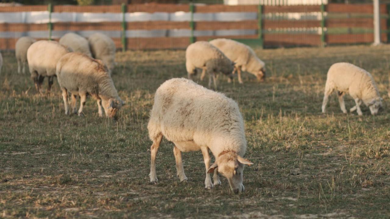 Tatarska Zagroda - Agroturystyka Dolina Baryczy Noclegi - Domek Jelonek Krosnice Buitenkant foto