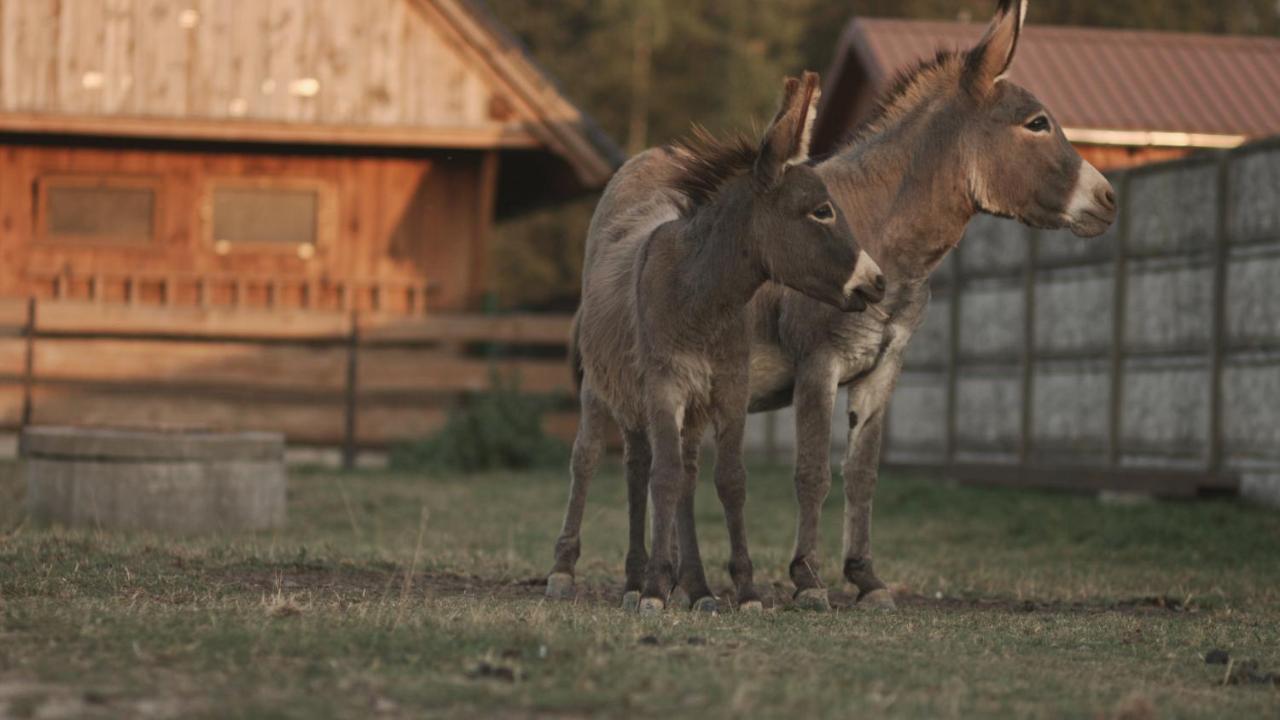 Tatarska Zagroda - Agroturystyka Dolina Baryczy Noclegi - Domek Jelonek Krosnice Buitenkant foto